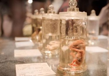 2026厦门试管婴儿多少钱？